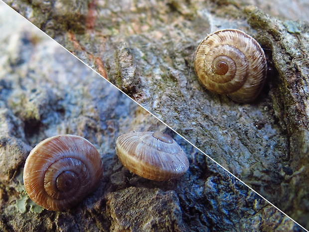 ulitníky Gastropoda cl.