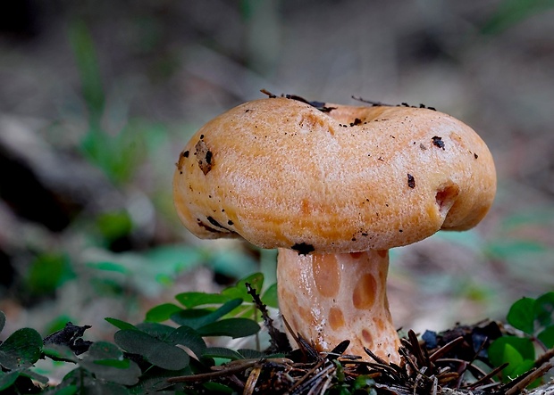 rýdzik jedľový Lactarius salmonicolor R. Heim & Leclair