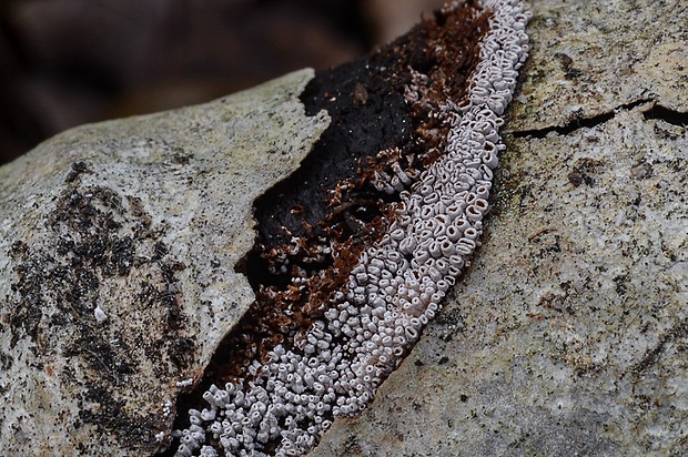 trúbeľka topoľová Phaeosolenia densa (Berk.) W.B. Cooke