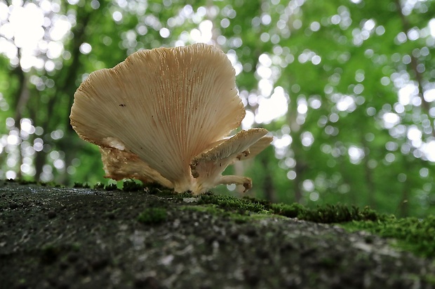 hliva buková Pleurotus pulmonarius (Fr.) Quél.