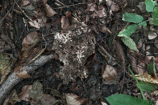 trúdnik klobúčkatý Polyporus umbellatus (Pers.) Fr.