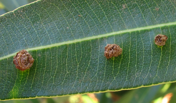 pseudomonas Pseudomonas savastanoi pv. nerii