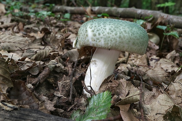 plávka zelenkastá Russula virescens (Schaeff.) Fr.