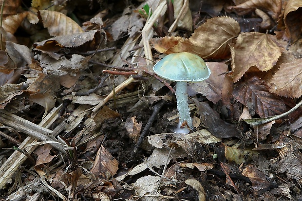 golierovka zelenomodrá Stropharia caerulea Kreisel