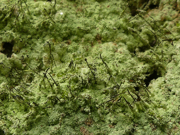 trapelínka Trapeliopsis pseudogranulosa Coppins & P. James