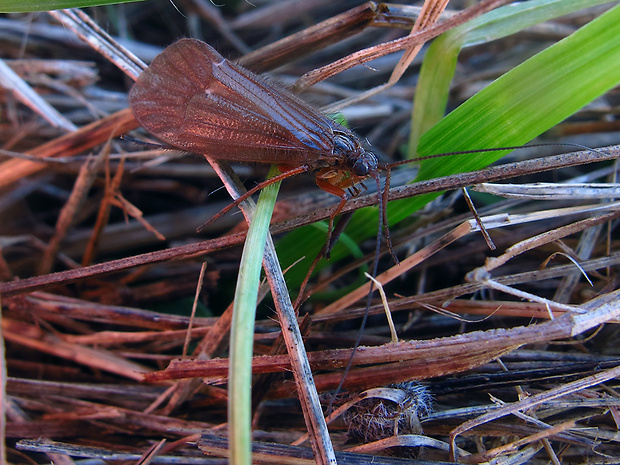 potočník Anabolia furcata