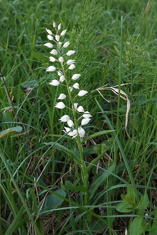 prilbovka dlholistá Cephalanthera longifolia (L.) Fritsch