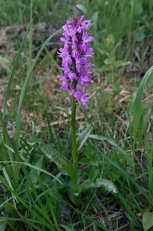 vstavačovec májový pravý Dactylorhiza majalis subsp. majalis (Reincherb.) Hunt & Summerh.