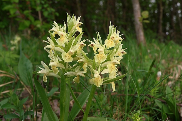 vstavačovec bazový Dactylorhiza sambucina (L.) Soó