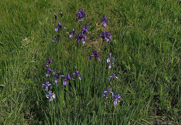 kosatec sibírsky Iris sibirica L.