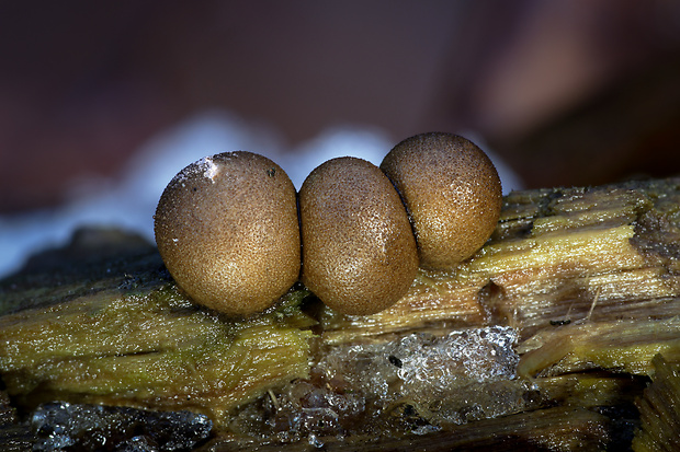 vlčinka Lycogala sp.