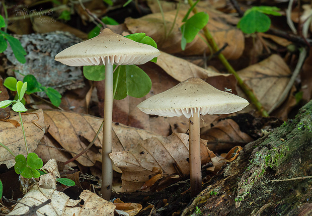 prilbička ružovolupeňová Mycena galericulata (Scop.) Gray