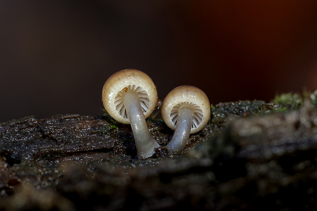 prilbička hnedosivá Mycena tintinnabulum (Paulet) Quél.