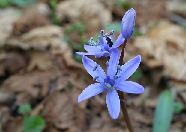 scila karpatská Scilla kladnii Schur