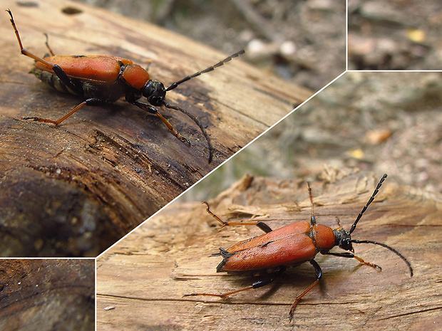 fuzáč obyčajný Stictoleptura rubra