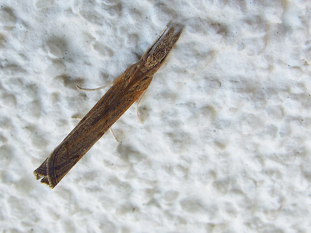 trávovec trávový Agriphila cf. tristella