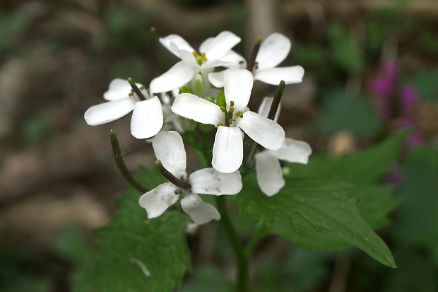 cesnačka lekárska Alliaria petiolata (M. Bieb.) Cavara et Grande