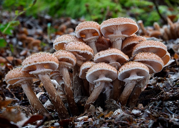 podpňovka obyčajná Armillaria mellea (Vahl) P. Kumm.