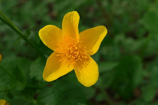 záružlie močiarne Caltha palustris L.