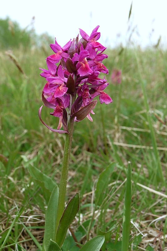 vstavačovec bazový Dactylorhiza sambucina (L.) Soó