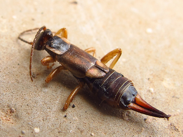 ucholak obyčajný Forficula auricularia