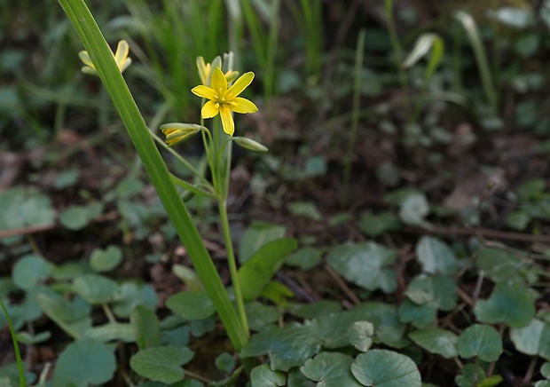 krivec Gagea sp.