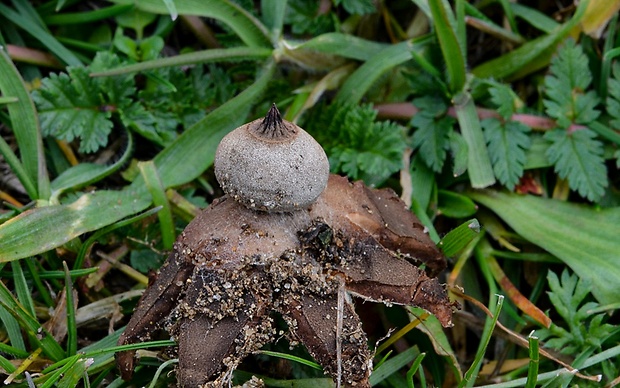 hviezdovka Geastrum sp.