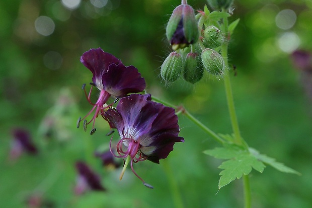 pakost hnedočervený Geranium phaeum L.