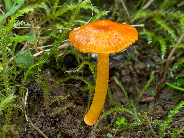 lúčnica hlienistá červená Hygrocybe glutinipes var. rubra R. Kristiansen