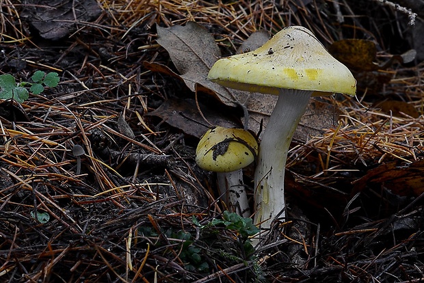 šťavnačka smrekovcová Hygrophorus lucorum Kalchbr.