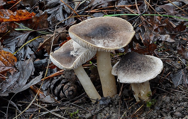 čírovka Tricholoma sp.