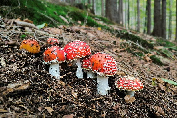 muchotrávka červená Amanita muscaria (L.) Lam.