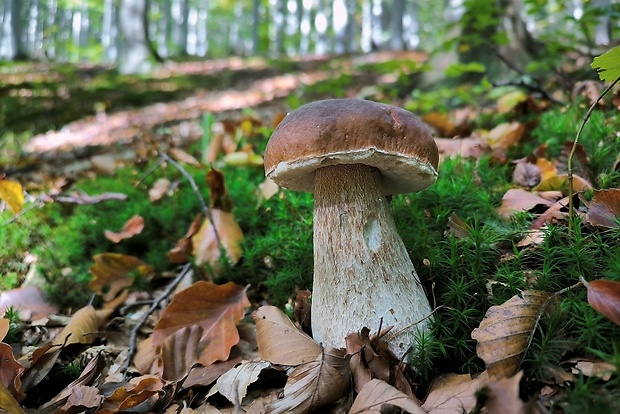 hríb smrekový Boletus edulis Bull.