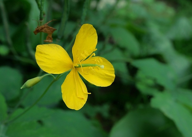 lastovičník väčší Chelidonium majus L.