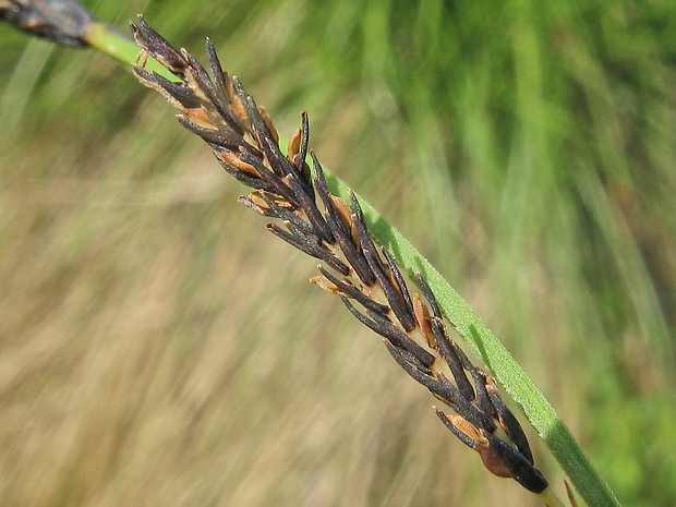 kyjanička drobná Claviceps microcephala cf.