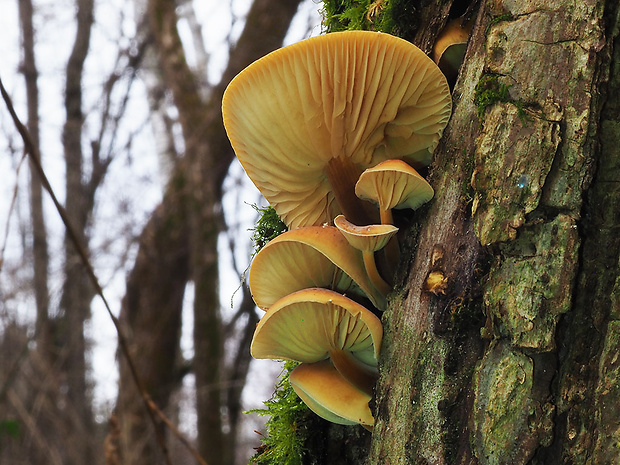 plamienka Flammulina sp.