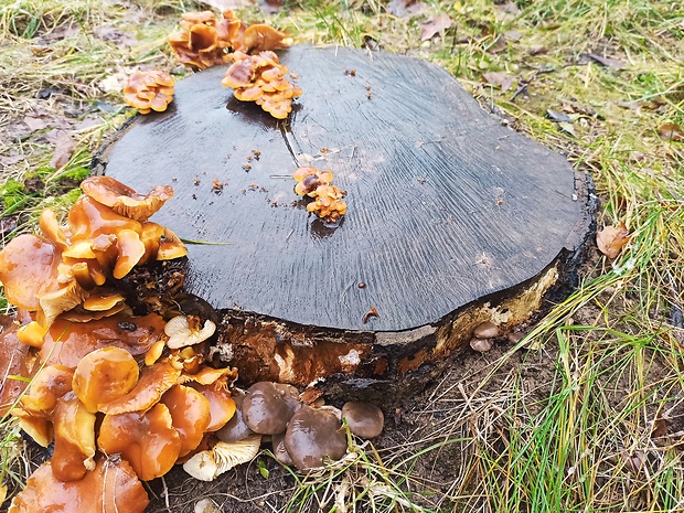 plamienka Flammulina sp.