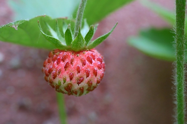 jahoda obyčajná Fragaria vesca L.