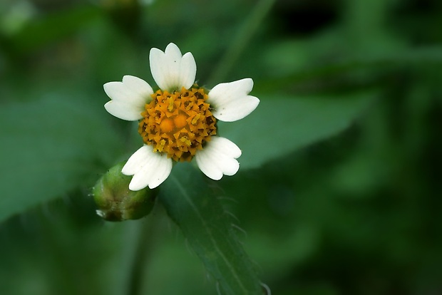 žltnica pŕhľavolistá Galinsoga urticifolia (Humb., Bonpl. et Kunth) Benth.