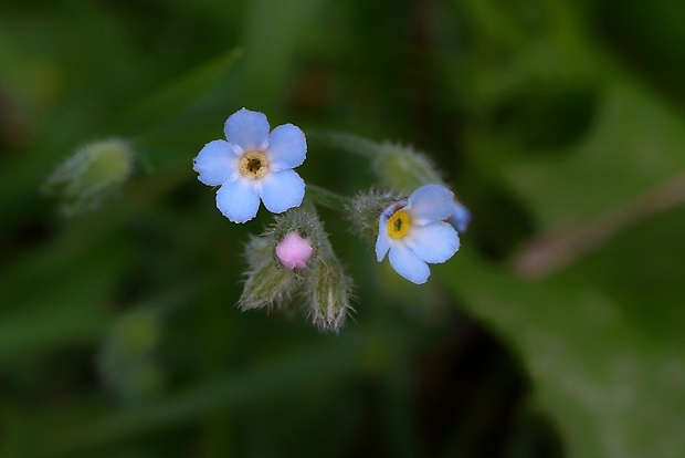 nezábudka Myosotis sp.