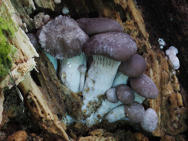 hliva ustricovitá Pleurotus ostreatus (Jacq.) P. Kumm.