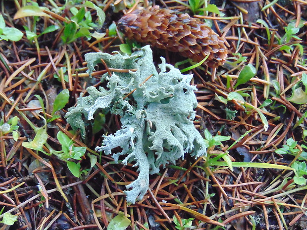 pakonárnik otrubový Pseudevernia furfuracea var. furfuracea (L.) Zopf