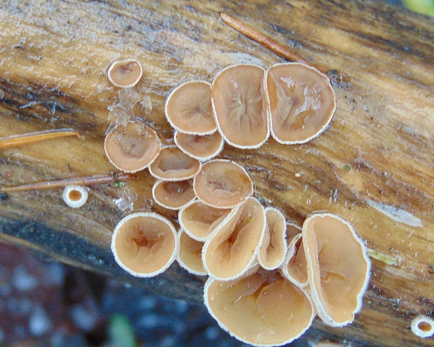 škľabka plstnatá Schizophyllum amplum (Lév.) Nakasone