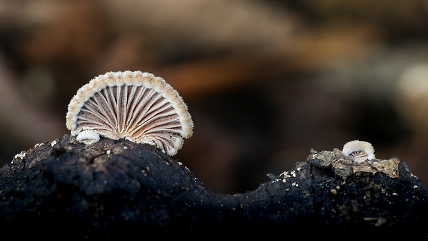 klanolupeňovka obyčajná Schizophyllum commune Fr.