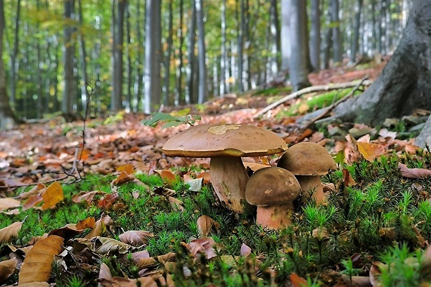 hríb zrnitohlúbikový Sutorius luridiformis (Rostk.) G. Wu & Zhu L. Yang