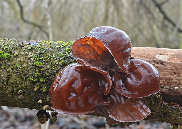 uchovec bazový Auricularia auricula-judae (Bull.) Quél.