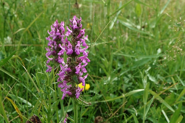 betonika lekárska Betonica officinalis L.