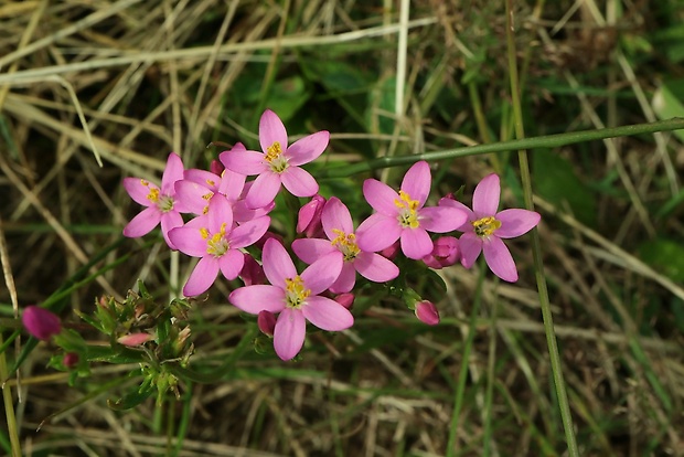 zemežlč menšia Centaurium erythraea Rafn