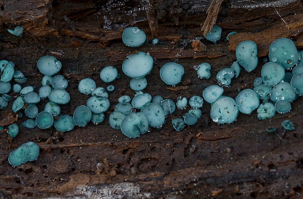 zelenica Chlorociboria sp.