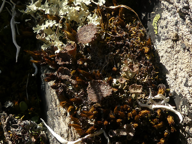 dutohlávka pritlačená  Cladonia pocillum (Ach.) O.J. Rich.